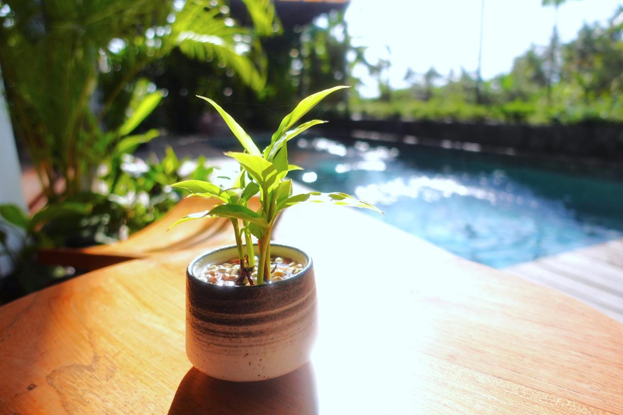 The Vinaya Boutique Hotel Ubud Zewnętrze zdjęcie